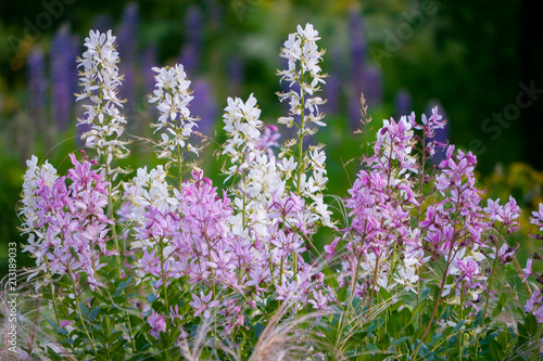 Small field inflorescences with white and pink petals on a high green stalk