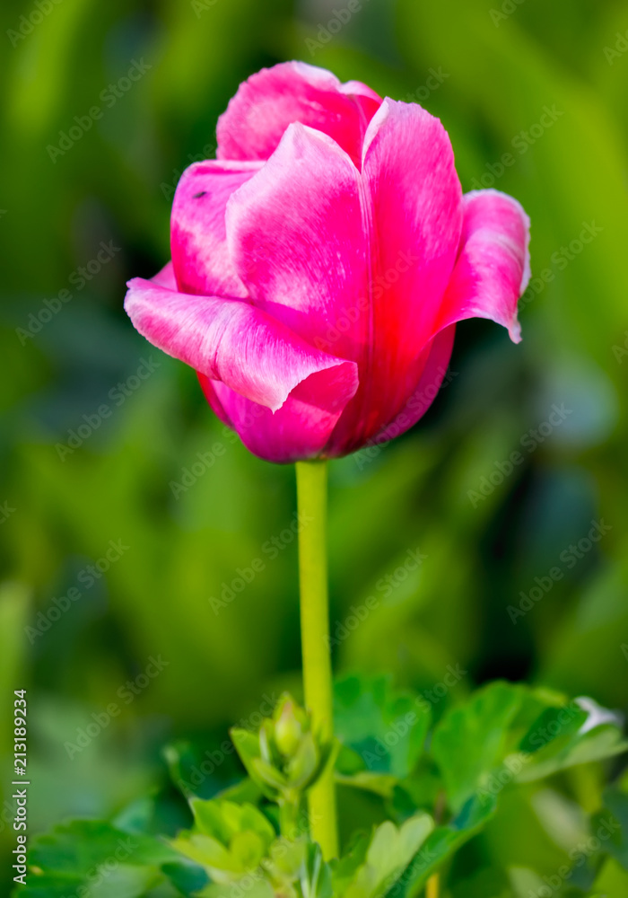 Photographed close-up, a large bloomed pink tulip with green leaves on a high stalk Photographed close-up, a large bloomed pink tulip with green leaves on a high stalk