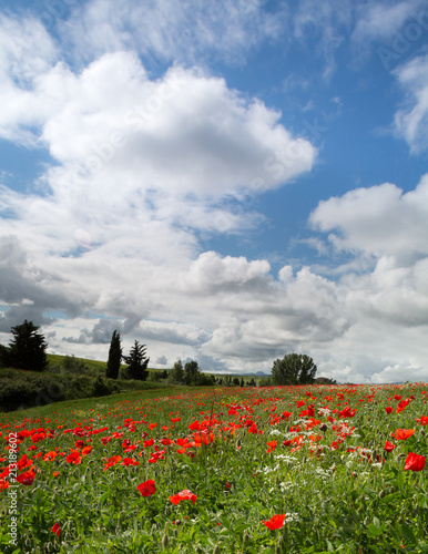 Blue sky and poppies in Tuscany