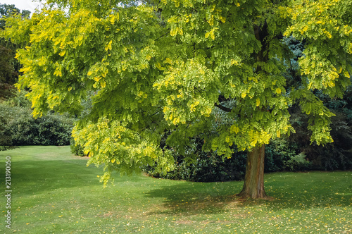 Vászonkép Robinia pseudoacacia tree, variety called Frisia Golden in Swiss Garden in Old W