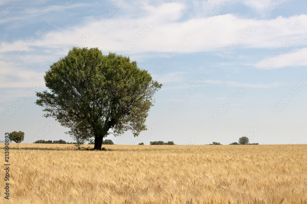 Single tree in wheat field