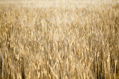 Golden field of wheat