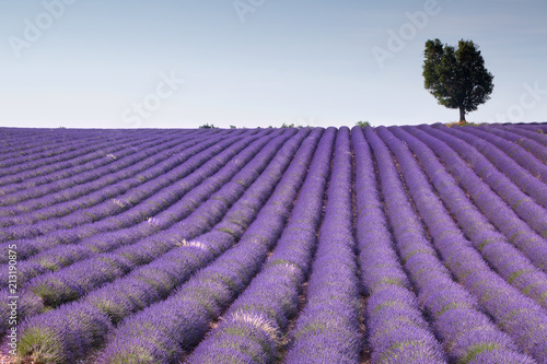 Fields of Provence