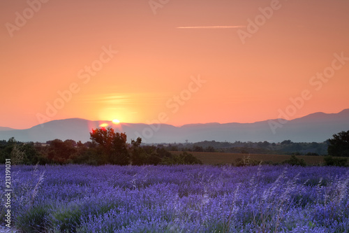 Lavender sunrise