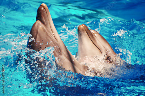 beautiful sea mammals dolphins swirl in dancing splashing water