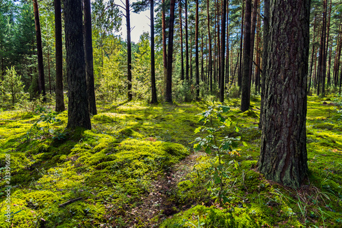A picturesque forest glade with a small path on the background of a pine forest