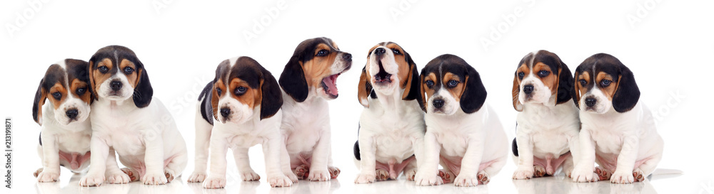 Eight beautiful beagle puppies Eight beautiful beagle puppies