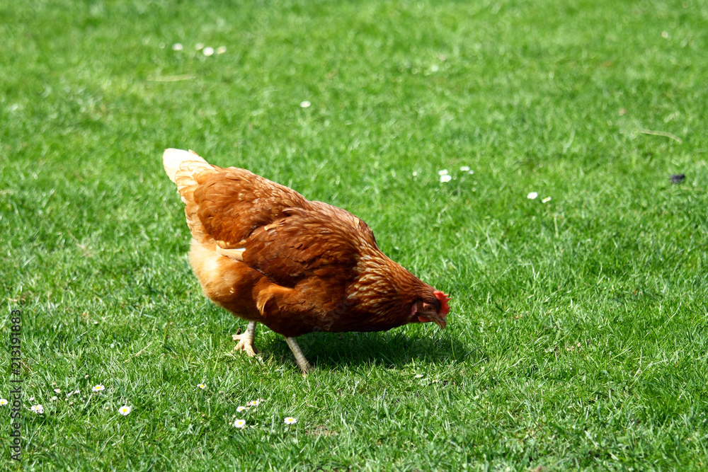 Fototapeta premium Chicken