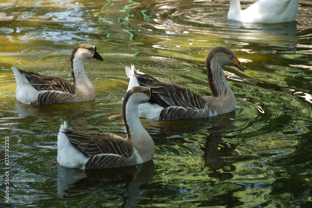 Fototapeta premium three gray goose in the foreground and a white swan in the background