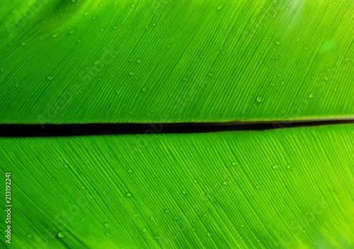 water drops on green leaf  Bird s nest fern   abstract natural texture background