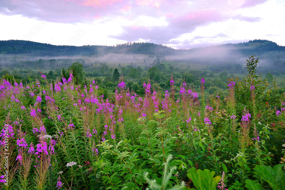 fog at dawn above the valley with high pink flower flowers between the hills