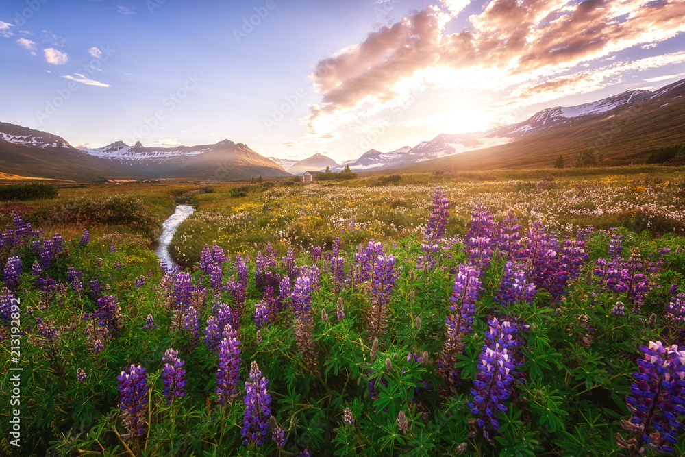 Obraz premium Beautiful summer landscape, sunset over the mountains and flowering valley with violet lupine flowers, Iceland countryside