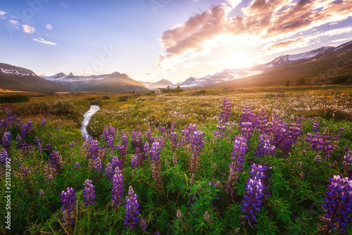 Beautiful summer landscape, sunset over the mountains and flowering valley with violet lupine flowers, Iceland countryside © larauhryn