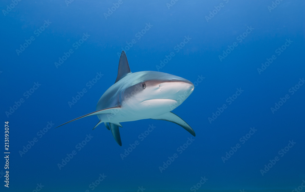 Caribbean reef shark from the front in clear blue water Caribbean reef shark from the front in clear blue water