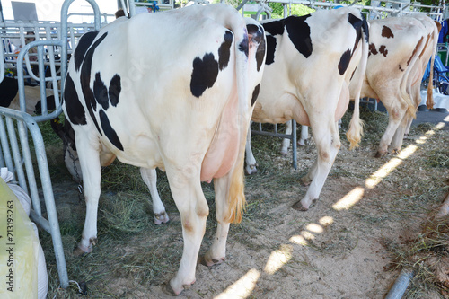 Modern farm cowshed with milking cows eating hay. Close up on udder of a cows. Milk industry concept.