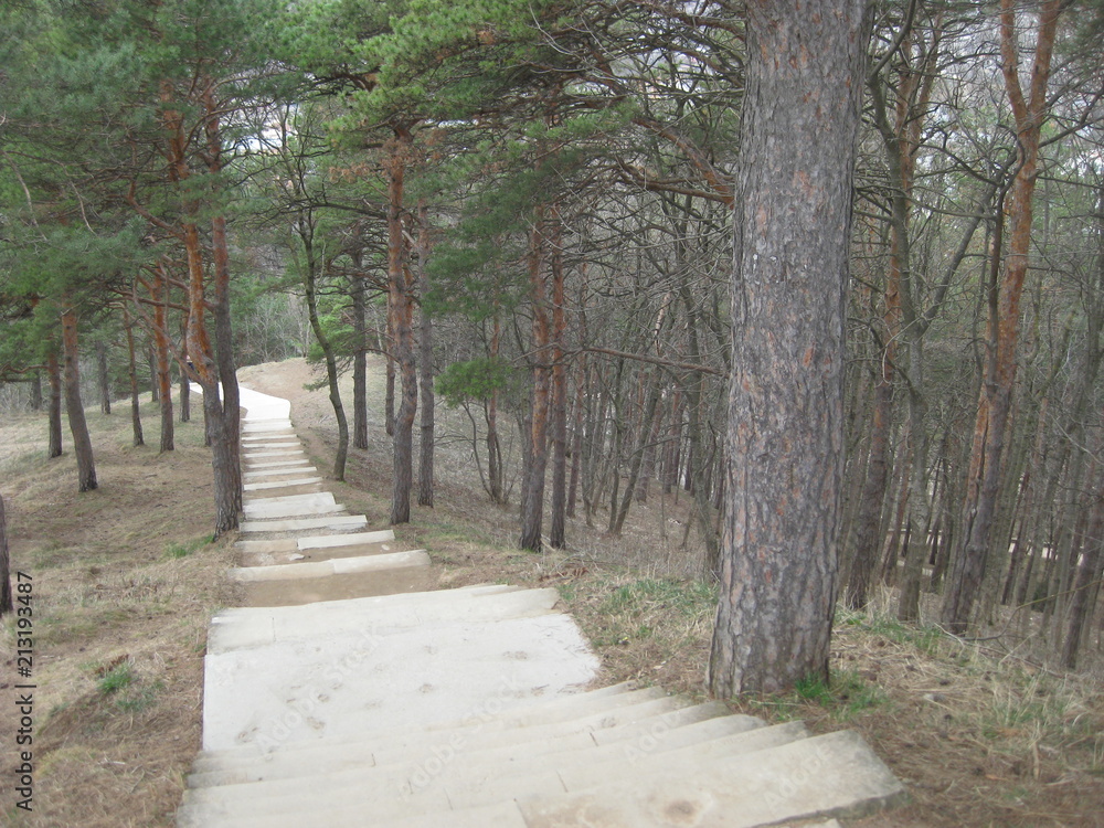 Obraz premium In a pine Park down a stone staircase. Stone steps are laid between the pines and go down steeply to the bottom. On such steps it is useful to train athletes and to go to people who watch their health