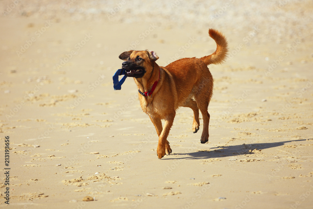 dog  running on the beach
