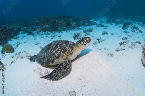 Sea Turtle on the sand in clear blue water © VisionDive