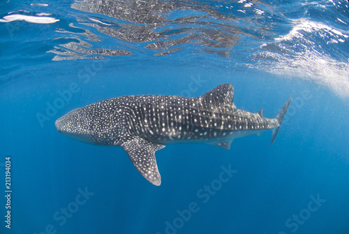 Whale shark swimming close to the surface © VisionDive