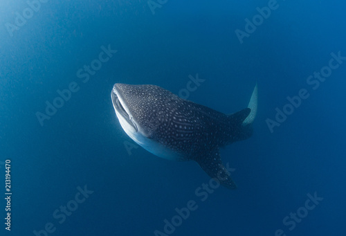 Wallpaper Mural Whale shark swimming up to the surface Torontodigital.ca