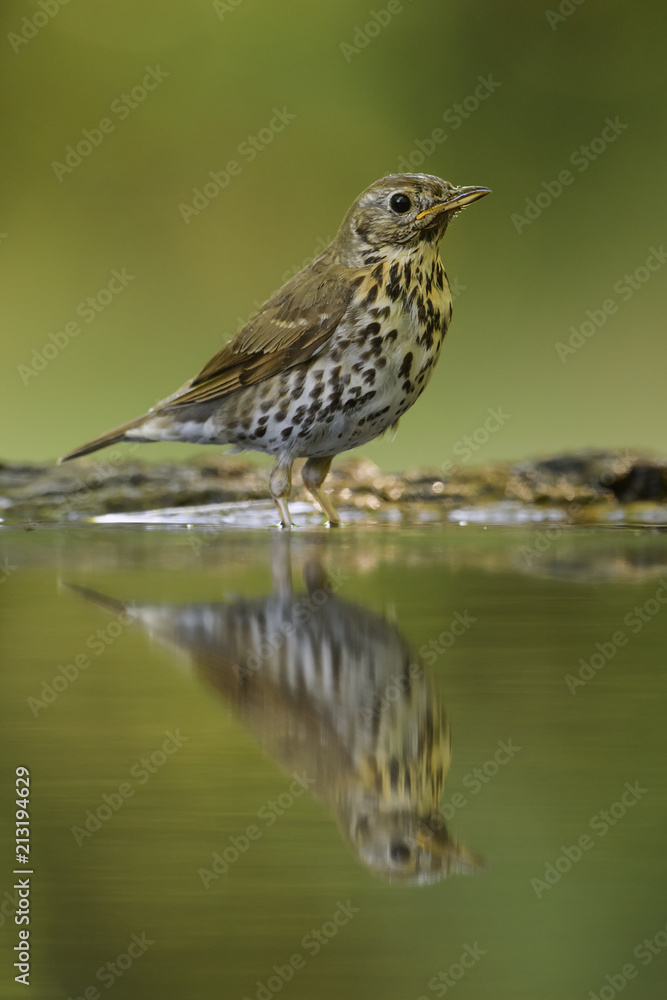 Song Thrush - Turdus philomelos, inconspicuous song bird from European forests and woodlands. Song Thrush - Turdus philomelos, inconspicuous song bird from European forests and woodlands.