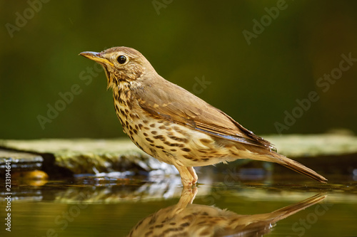 Song Thrush - Turdus philomelos, inconspicuous song bird from European forests and woodlands.