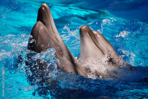 Two lovely dolphins that are drained from the water in the pool. What could be more beautiful than that.