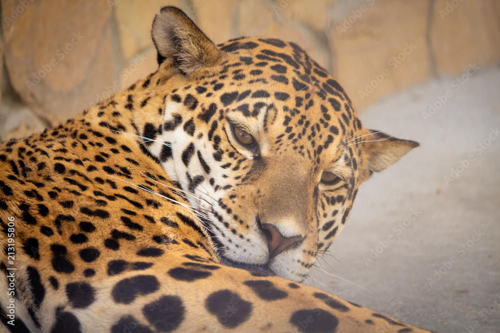 Obraz premium .the tiger is asleep in the camera