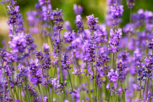 Soft focus flowers. Lavender fields with warm and soft sunlight.