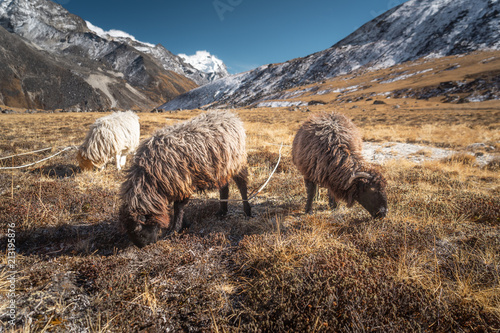 Sheeps in Himalayas mountain range, Mera region, Nepal