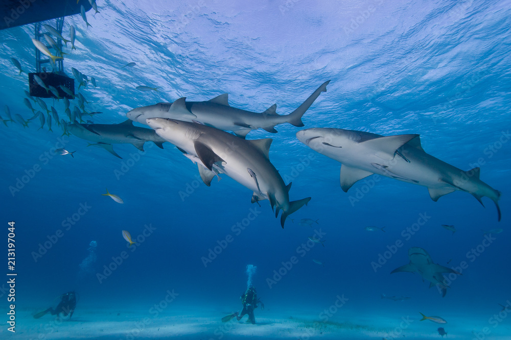 Fototapeta premium Sharks approaching bait box with scuba divers in the background