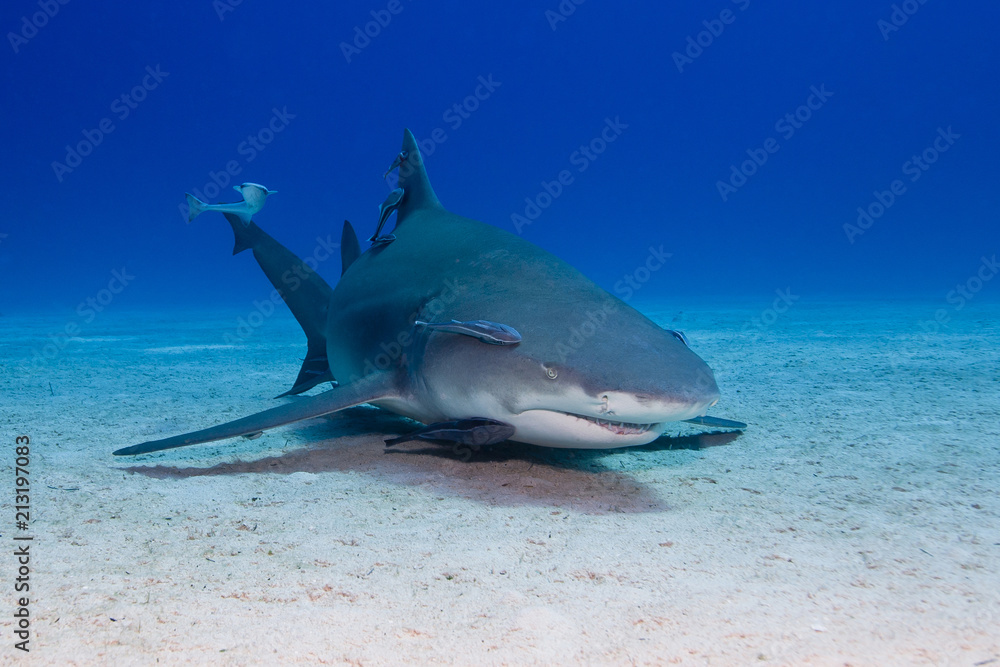 Fototapeta premium Angry looking Lemon Shark showing sharp teeth rows close to the ground in blue water
