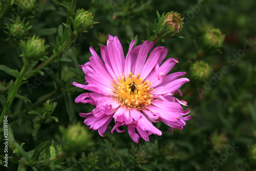 Herbstgruss vom Bresserhof , Aster dumosus, autumn, pink flower in country garden. Autumn symbol photo