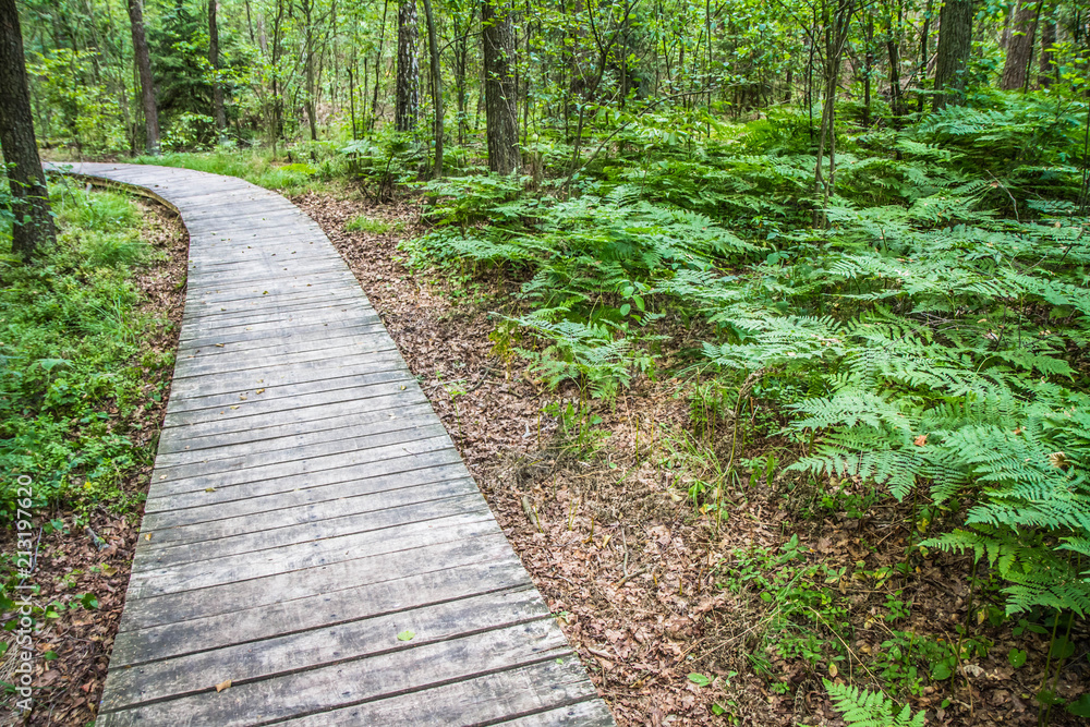 Wooden walkway in a forest