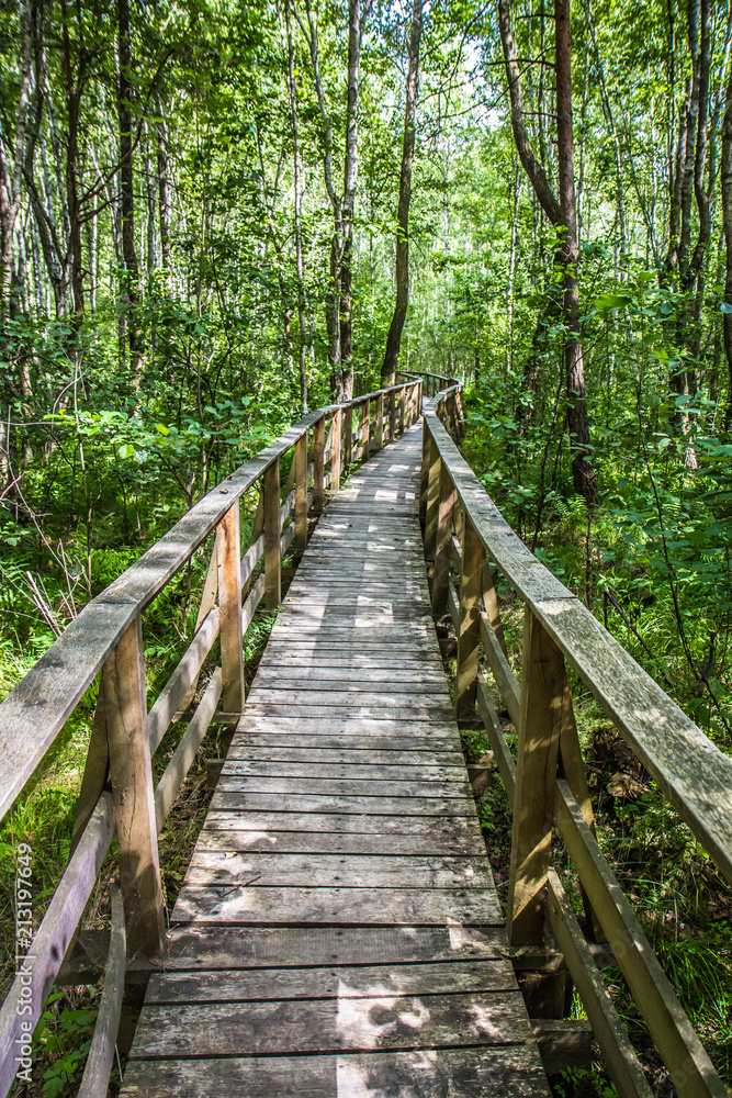 Wooden walkway in a forest
