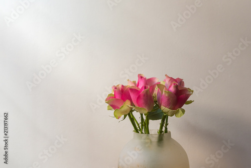 Close up of pink variegated roses in glass vase against beige wall with soft shadows (selective focus)
