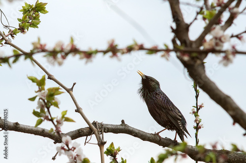 Beautiful bird starling on a flowering tree