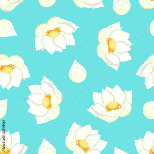 White Indian lotus on Blue ...