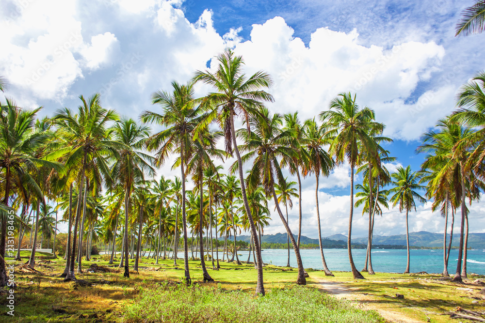 Palm trees near the caribbean sea Palm trees near the caribbean sea