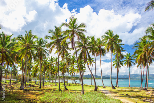 Palm trees near the caribbean sea © Sandra