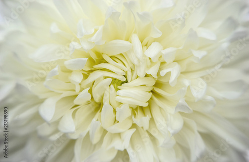 Chrysanthemum  cream flower head detail