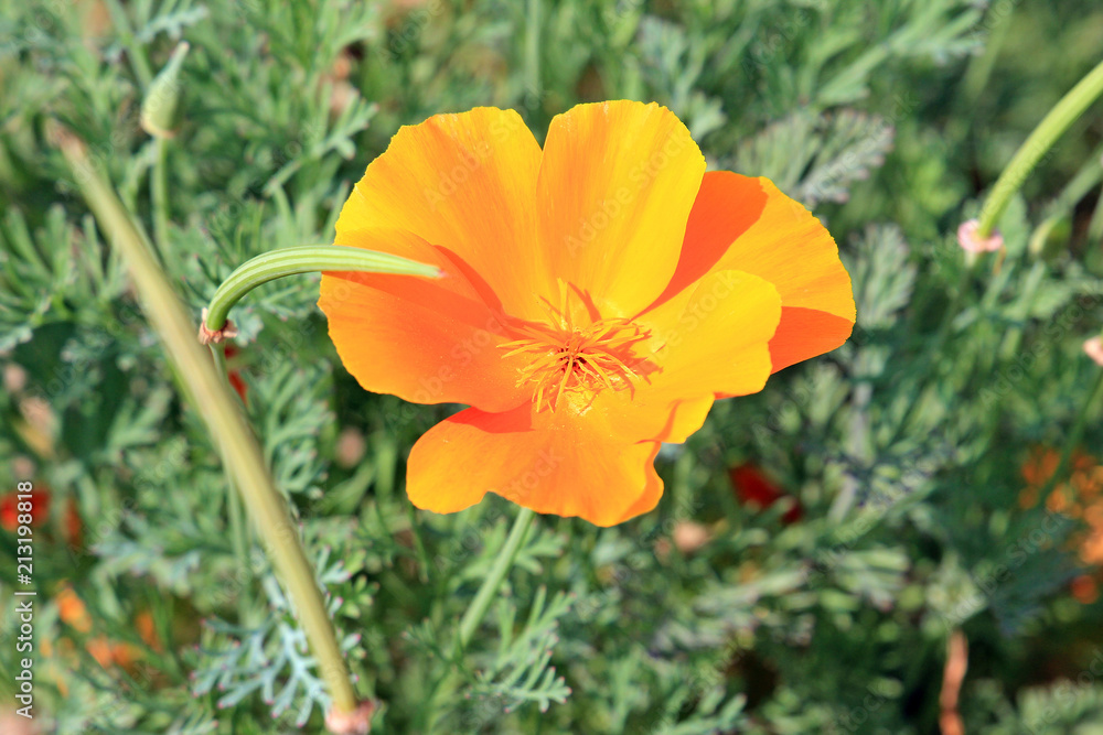 summer riot of flowers