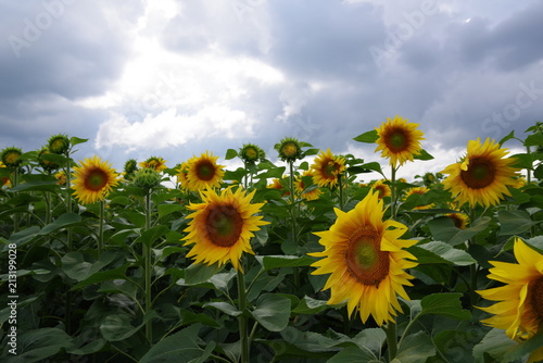 field of sunflowers and cloudy sky