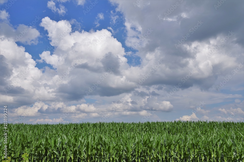 Corn field and blue cloudy sky