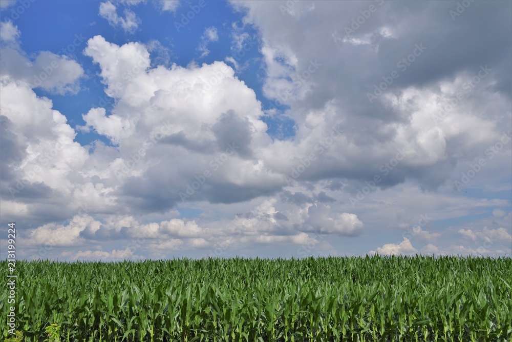 Corn field and blue cloudy sky Corn field and blue cloudy sky