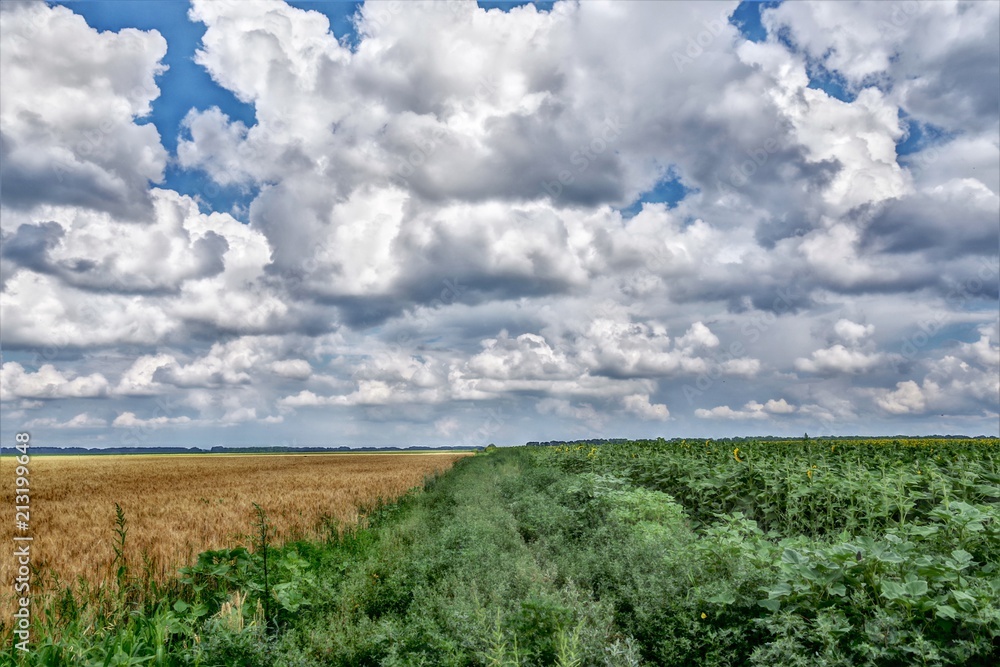 Fototapeta premium field flowers wheat and blue sky