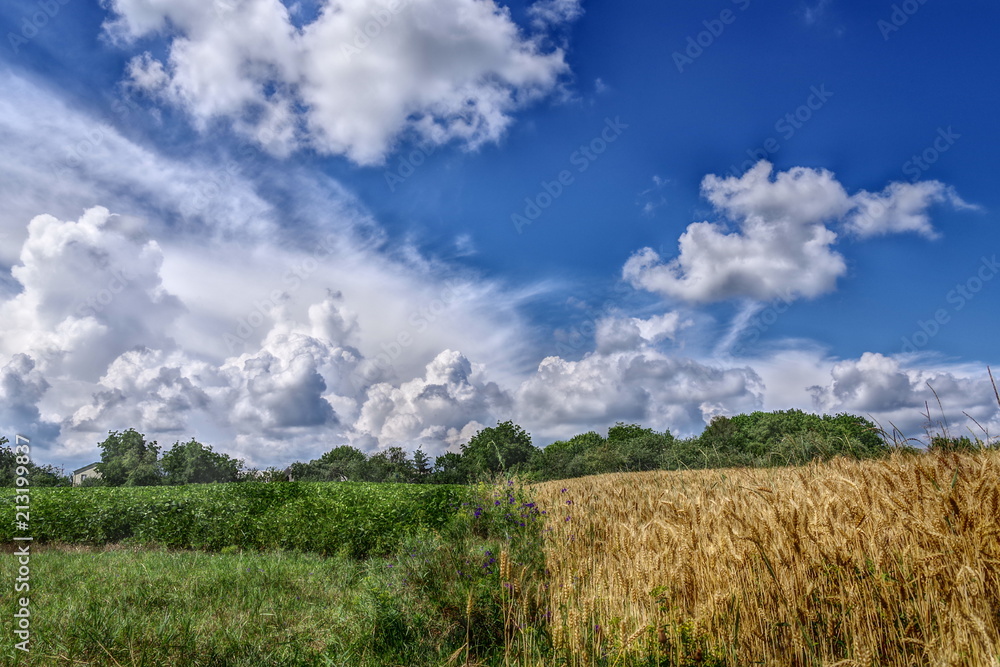 field of wheat and cloudy sky