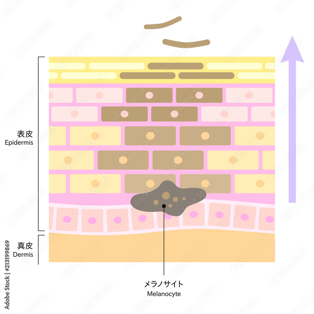 やさしい色合いの 肌の断面図 肌細胞のターンオーバー Stock Vector Adobe Stock