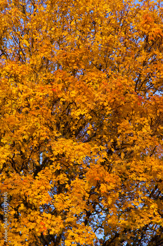 Yellow and red autumn leaves on the tree