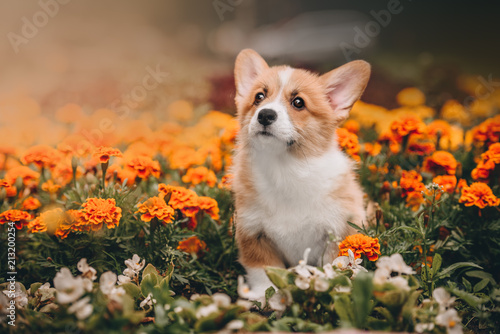 Funny Welsh Corgi Cardigan Puppy at forest